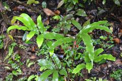 Pteris venusta subsp. venusta